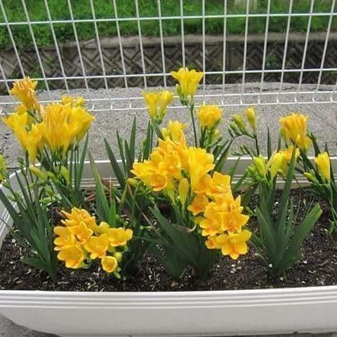 Bộ 3 củ giống hoa lan nam phi hoa màu vàng ( tặng kèm 3 viên nén ươm củ )