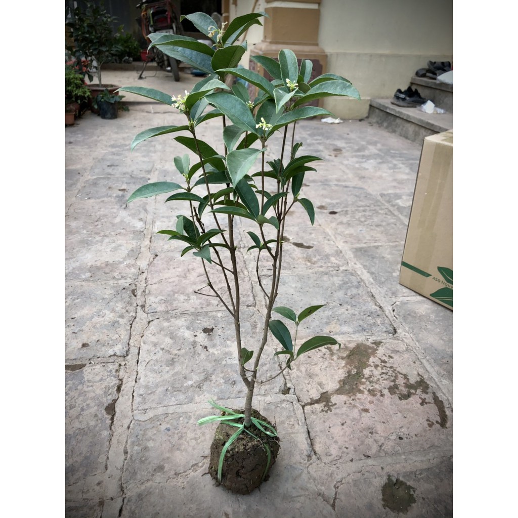 Cây mộc hương ta hoa thơm cao 10- 60cm (ảnh thật)