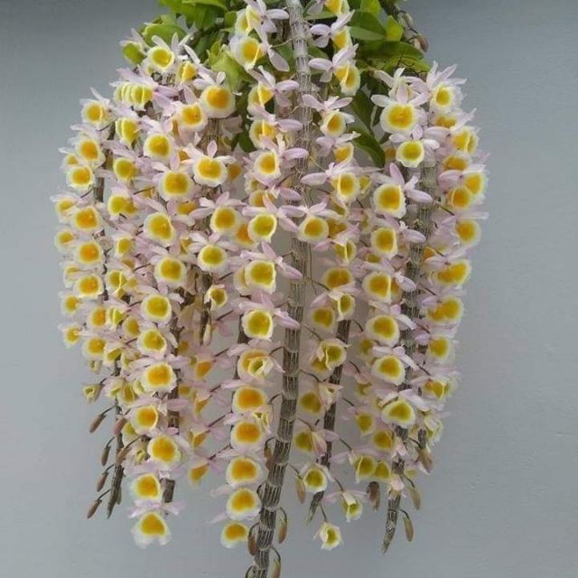 Long tu xuân hàng rừng miền Trung