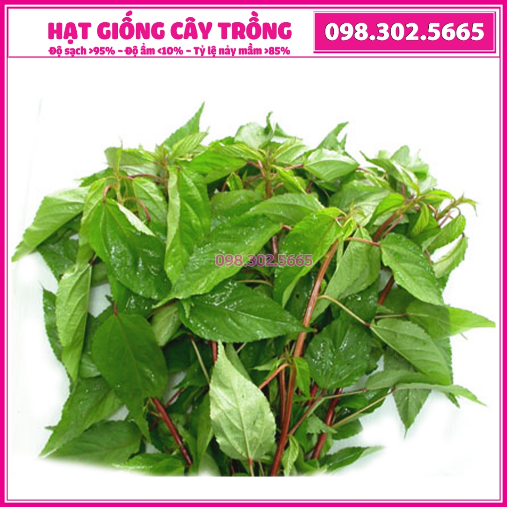 Hạt giống rau đay đỏ giống chất lượng cao dễ trồng dễ chăm sóc, năng suất cao, kháng sâu bệnh - Gói 20g