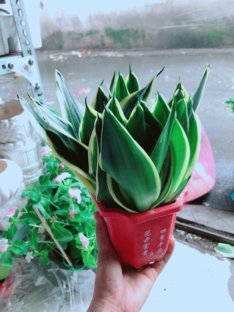 [HCM]Chậu Lưỡi Hổ Thái