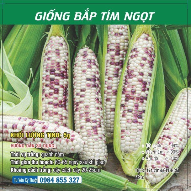 Hạt giống Bắp Ngọt - Bắp Tím Ngọt TN