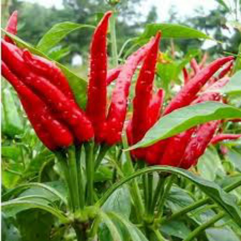 100h - hạt giống ớt chùm chỉ thiên f1