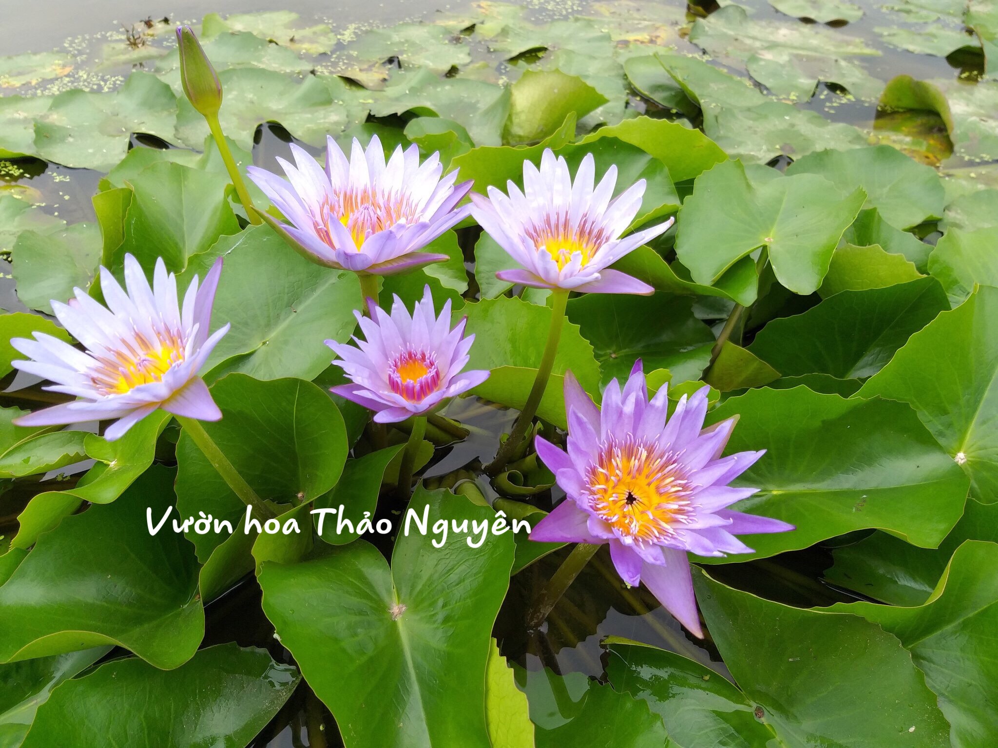 [RẺ VÔ ĐỊCH] Cây hoa súng Thái Lan màu tím xanh Đ-08
