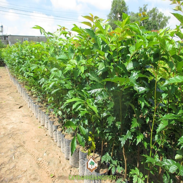 5 CÂY LÁT HOA GIỐNG, CÂY GỬI ĐI NGUYÊN BẦU ĐẤT