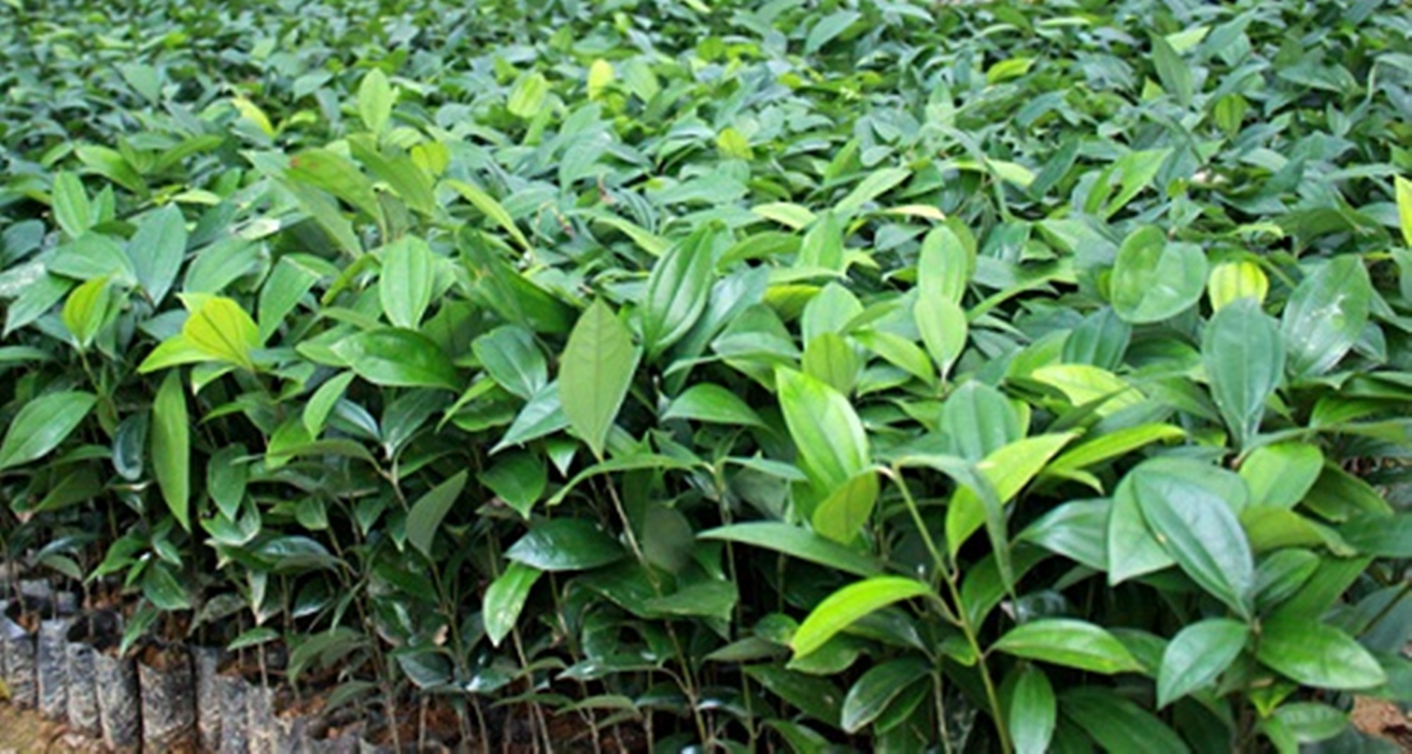 Cây quế - cây giống cao khoảng 40-50cm