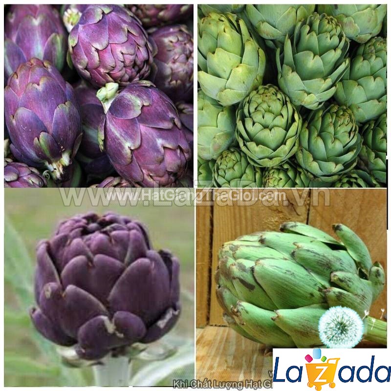 10h Hạt Giống Atisô Mix Màu (A5.104| C50*W23*M174)