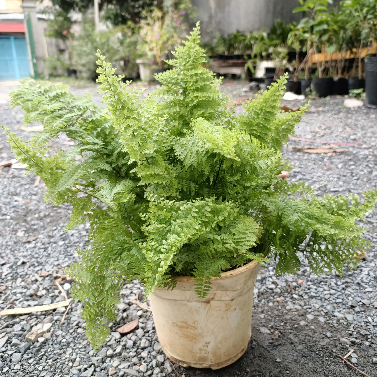 Cây dương xỉ lá nhuyễn - Cyclosorus parasiticus