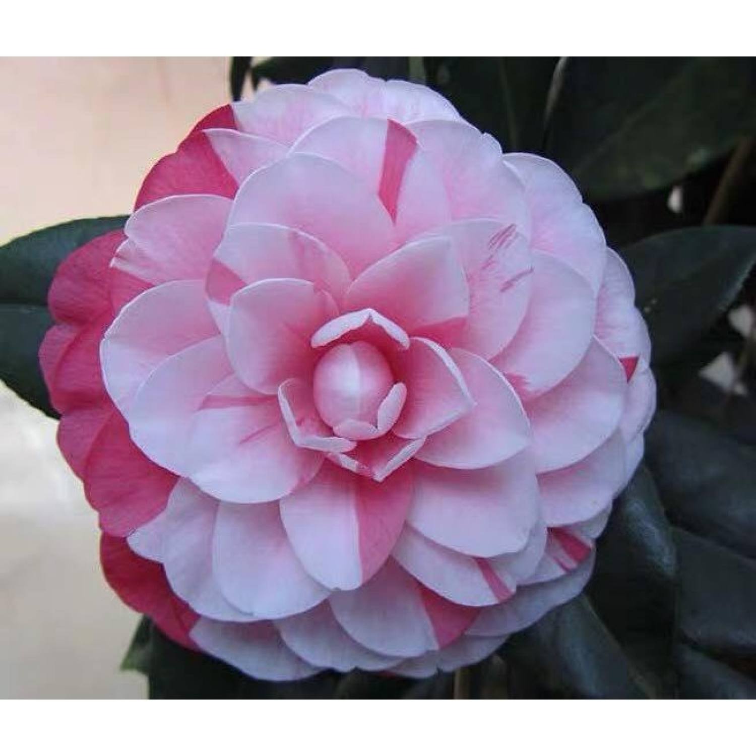 Ma42 gói hạt giống hoa trà my - 5 hạt hoa trà my giống hạt giống hoa trà my nhật