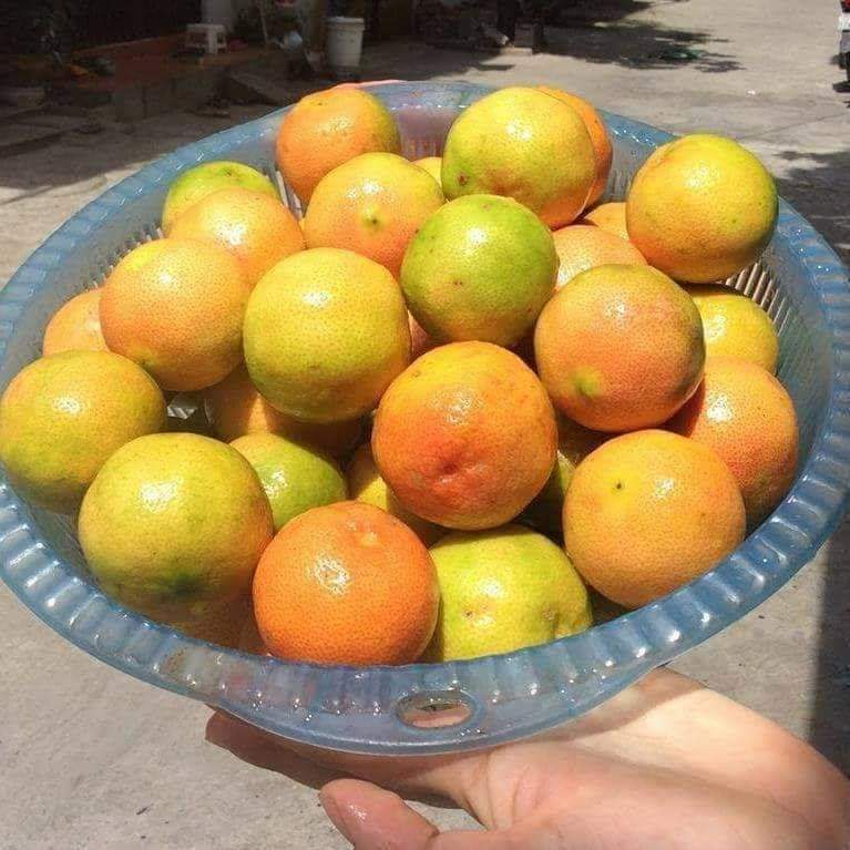 Cây Chanh Đào (cho trái siêu sớm- chuẩn giống) ( cây khỏe đẹp được kiểm tra trươc thnah toán) (có tặng kèm phân bón ) (được bảo hành toàn quốc)