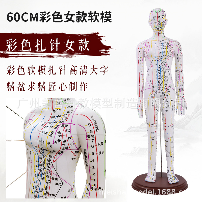 62cm mô hình huyệt châm cứu cơ thể người siêu rõ nét