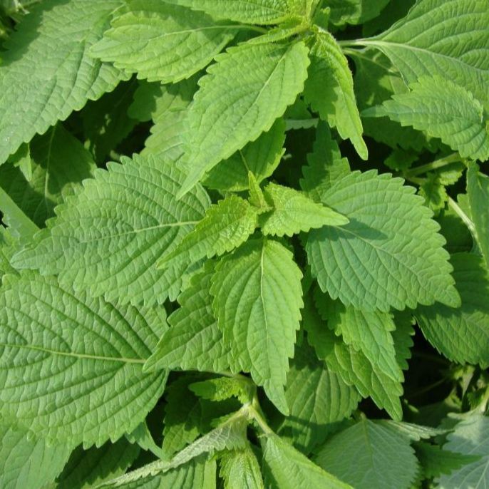 Hạt giống rau kinh giới -gói 2 gram