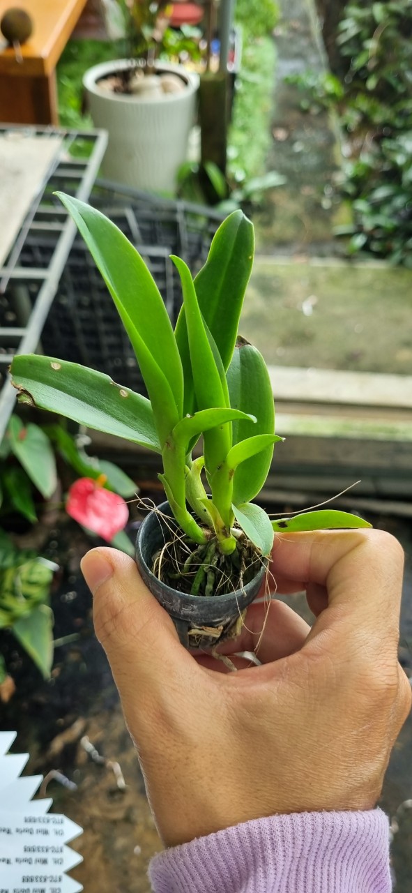 HOA LAN CATT RỒNG LỬA CÂY GIỐNG
