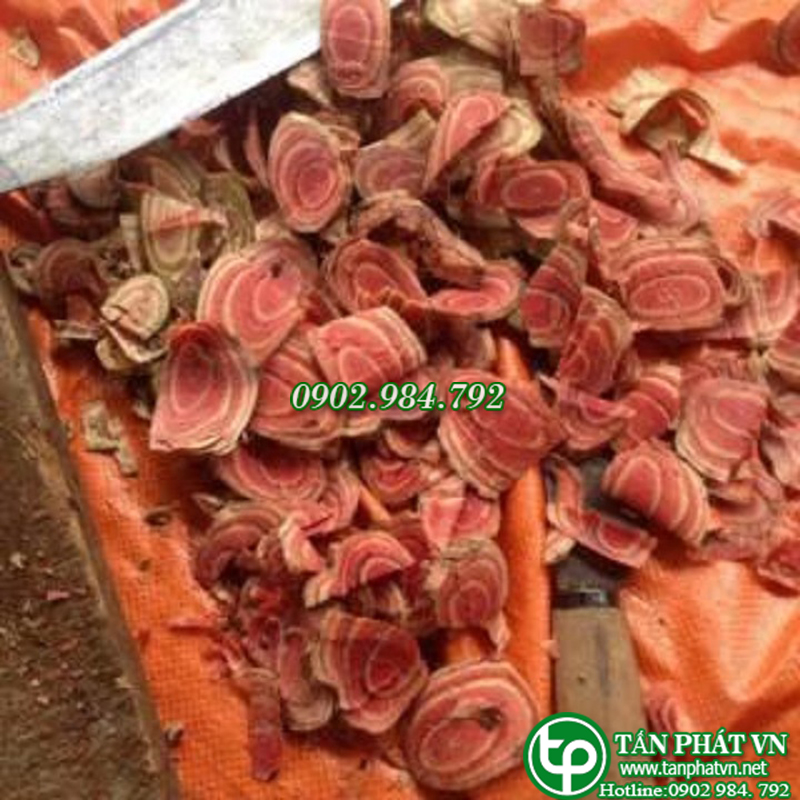 Cỏ máu tăng cân 1kg - Thảo Dược Tấn Phát