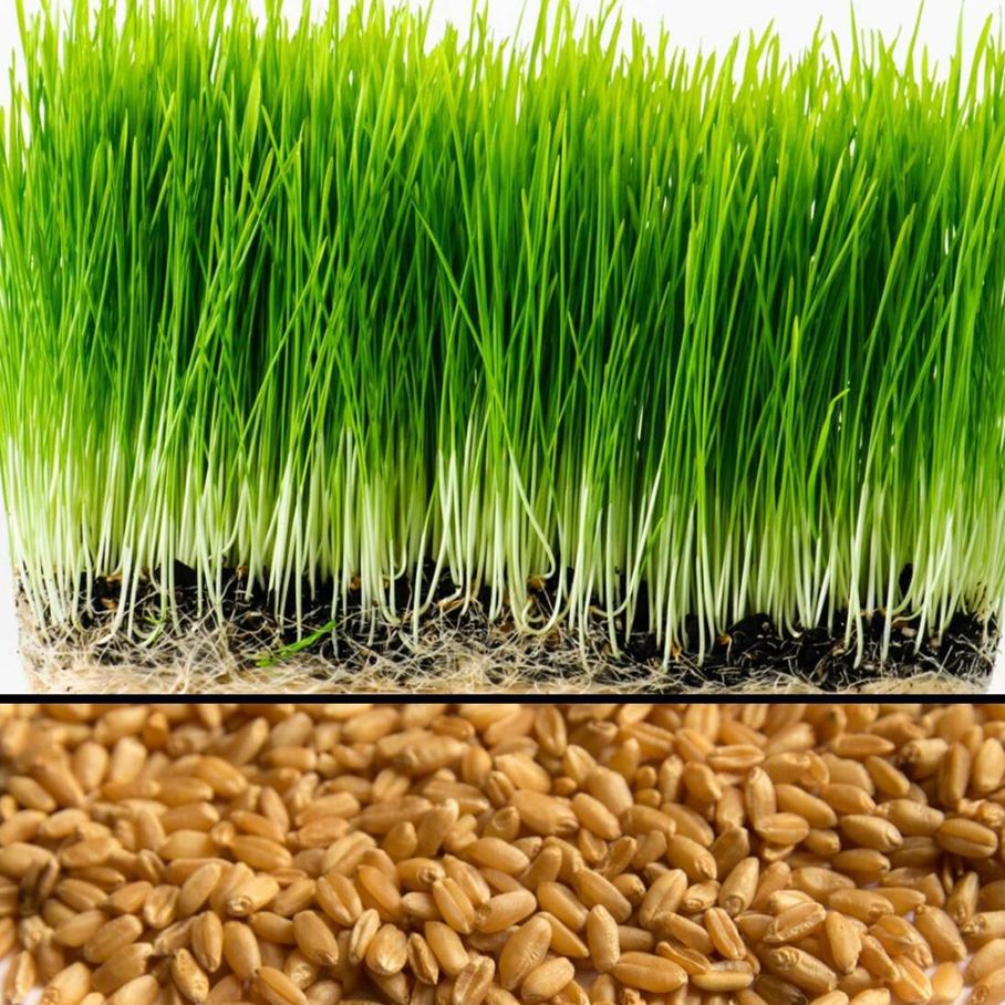 100gr Hạt mầm lúa mạch cỏ lúa mì mạch