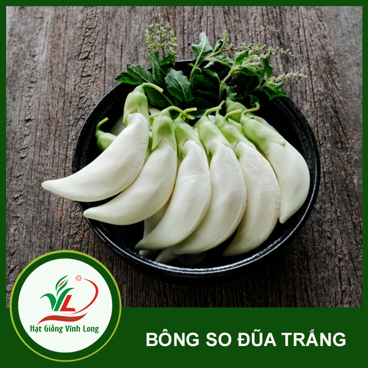 Hạt giống Bông so đũa trắng (hạt tự thu) - 20 hạt