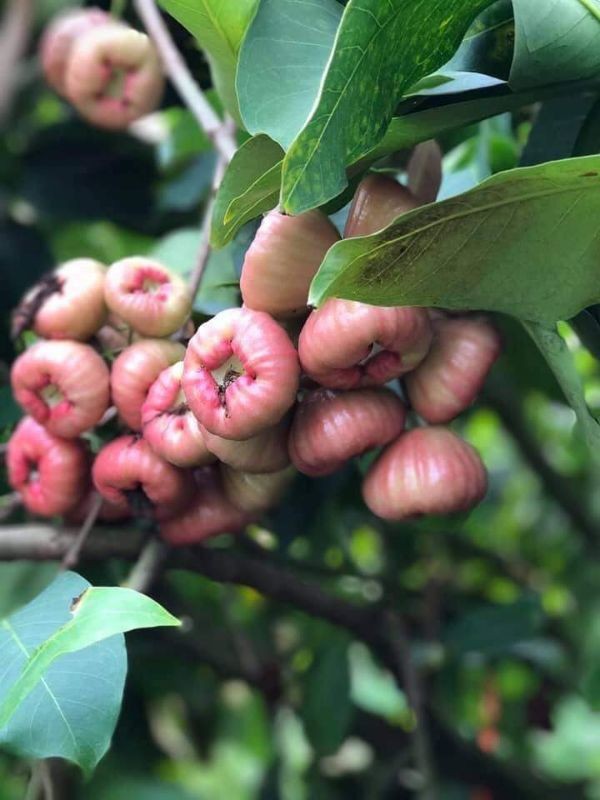 Cây giống roi đào đá miền tây