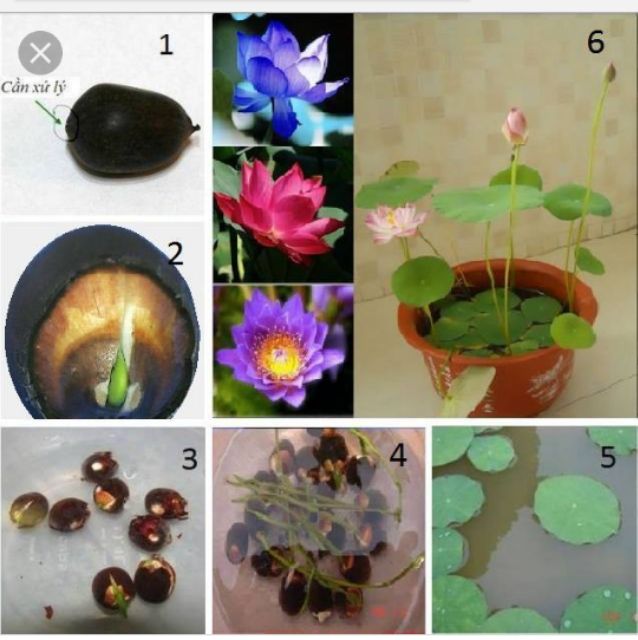 5 Hạt sen nhật mini Nhiều màu