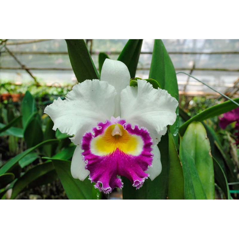Lan Cattleya , Cốc lan Cattleya nhập khẩu THÁI LAN hoa bông to cực thơm giá rẻ uy tín là chất lượng