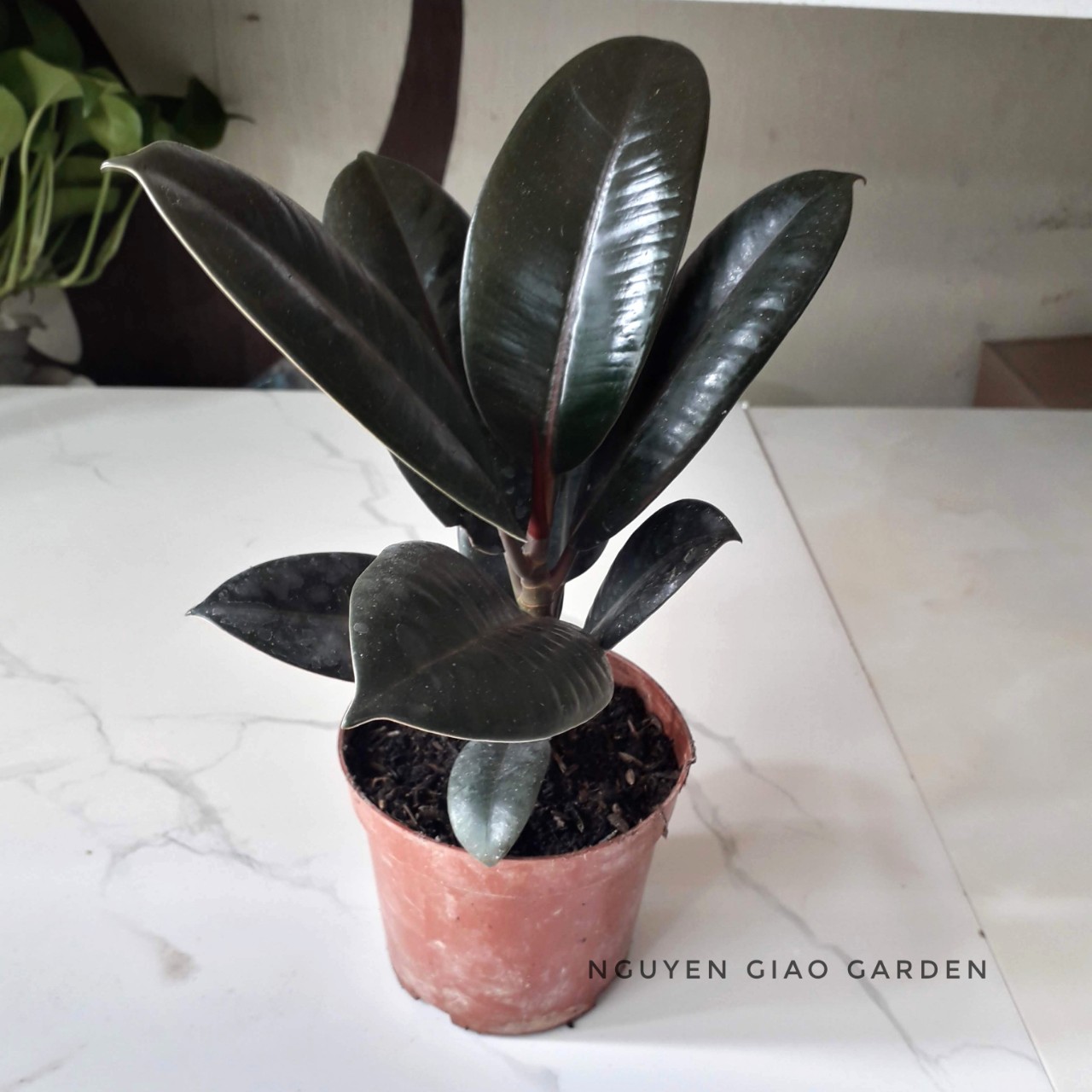 Cây đa búp đỏ trang trí sân vườn, dễ chăm sóc