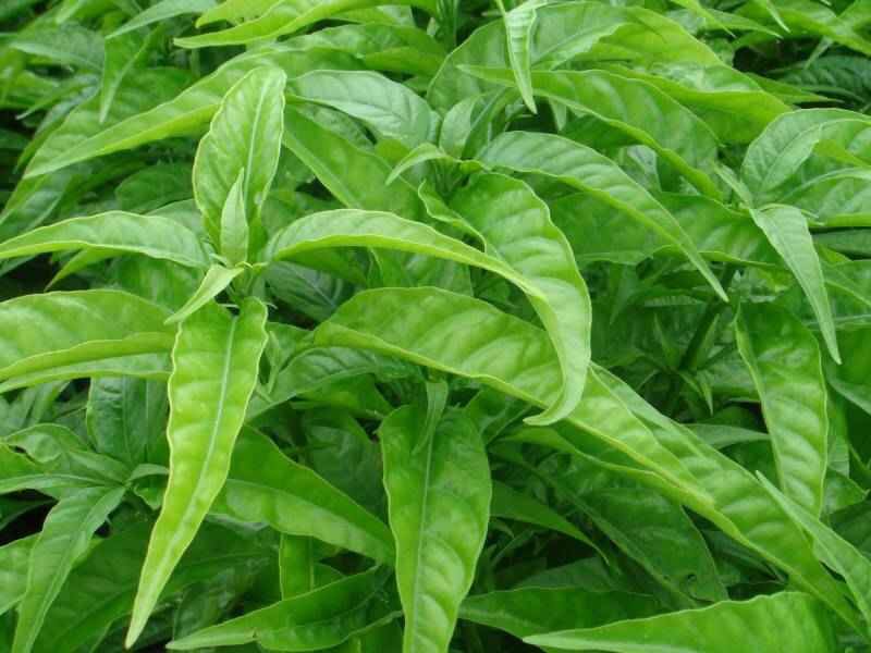 Cây hoàn ngọc trắng