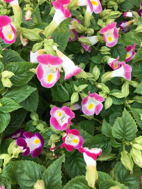 Hạt giống hoa mắt nai (hoa tô liên/ torenia)