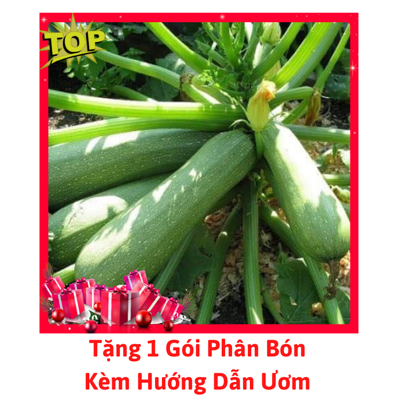 [Lấy mã giảm thêm 30%] Gói Hạt Giống Bí Zucchini (Bí Ngòi Xanh)