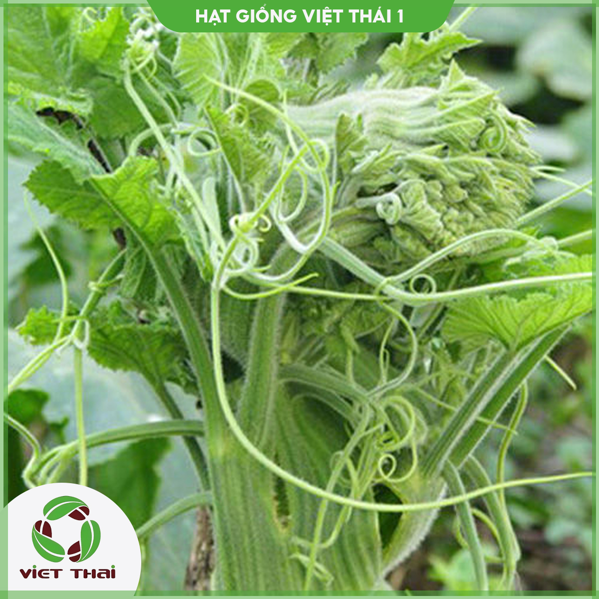 Hạt giống mướp ăn đọt tn - hgvt1
