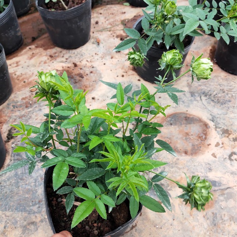 Combo 2 Cây hoa hồng xanh lá cây Jane Green