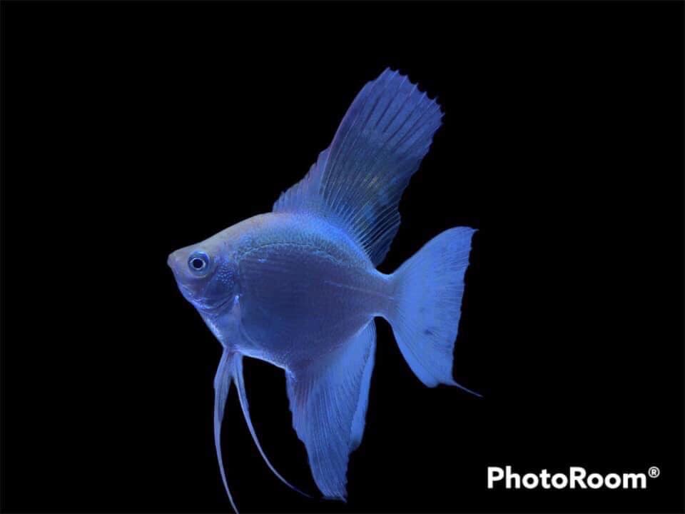 20g Thức ăn chuyên dụng cho Betta và guppy