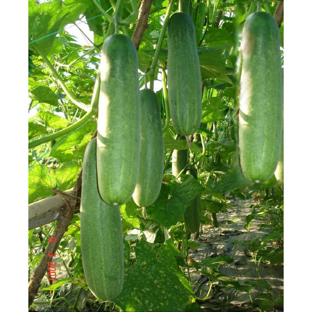 Hạt Giống Dưa Leo OP - Dưa Chuột Gói 5gr - RADO