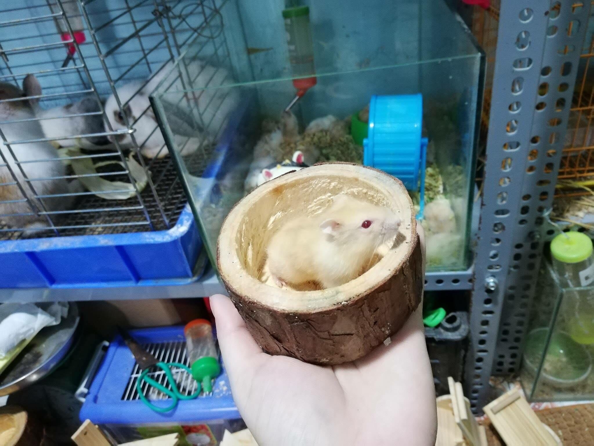 [HCM]Chén ăn bằng Gỗ cho hamster .