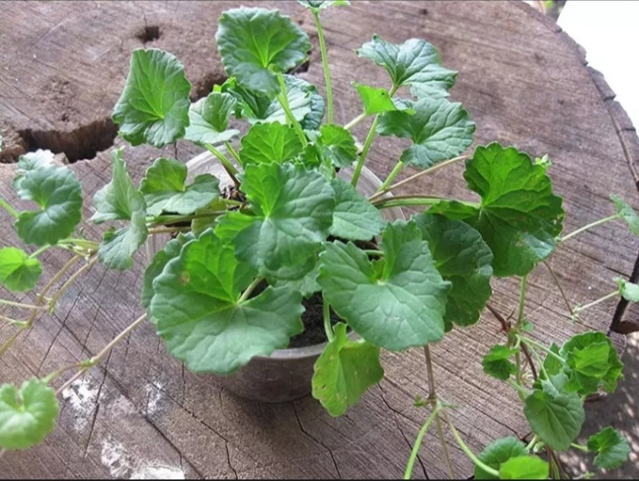 (HCM) Hạt giống rau má lá to 1gram