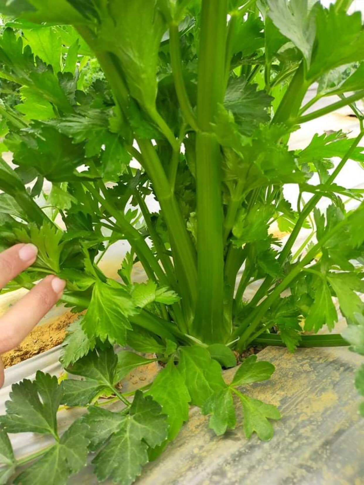Hạt giống cần tây bẹ to