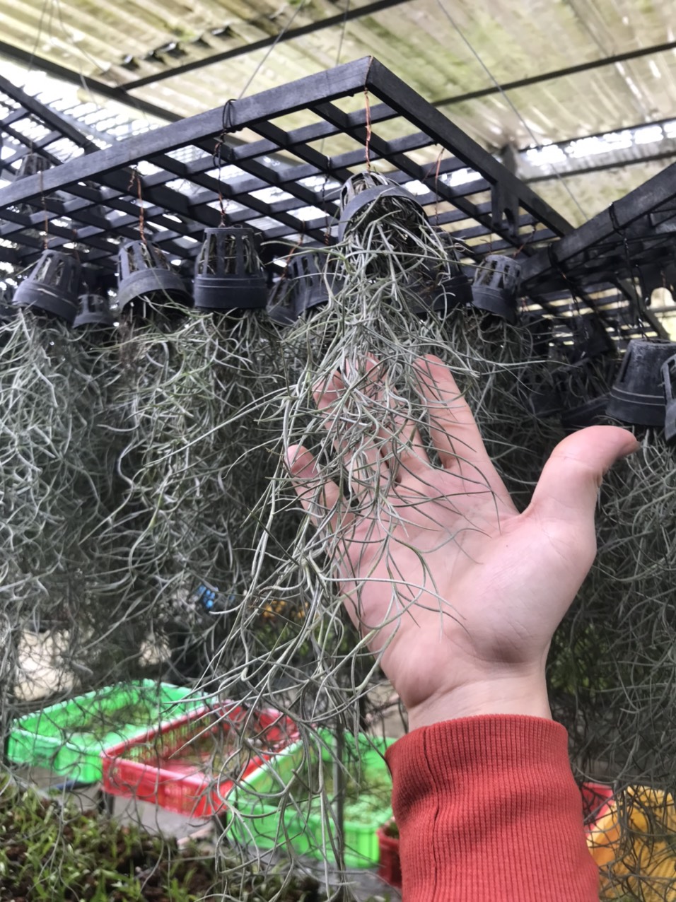 Lan không khí tóc tiên