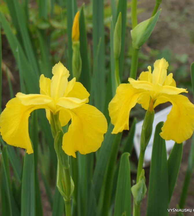 Hạt Giống Diên Vĩ Vàng (Iris Vàng) - Gói 10 hạt