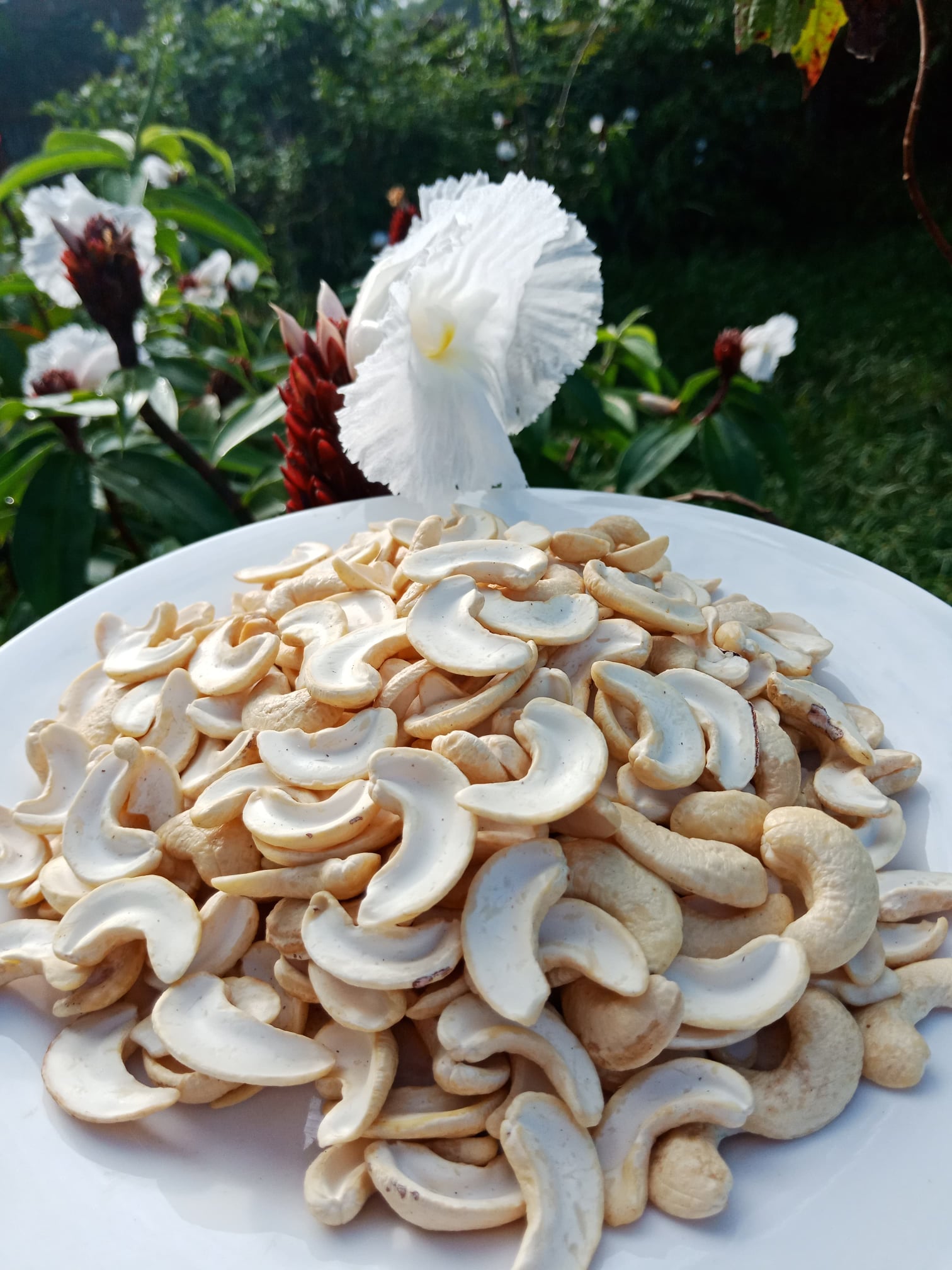 500GR Điều tươi vỡ đôi 100%, Hàng chọn lựa từng hạt.( Raw cashew nuts )