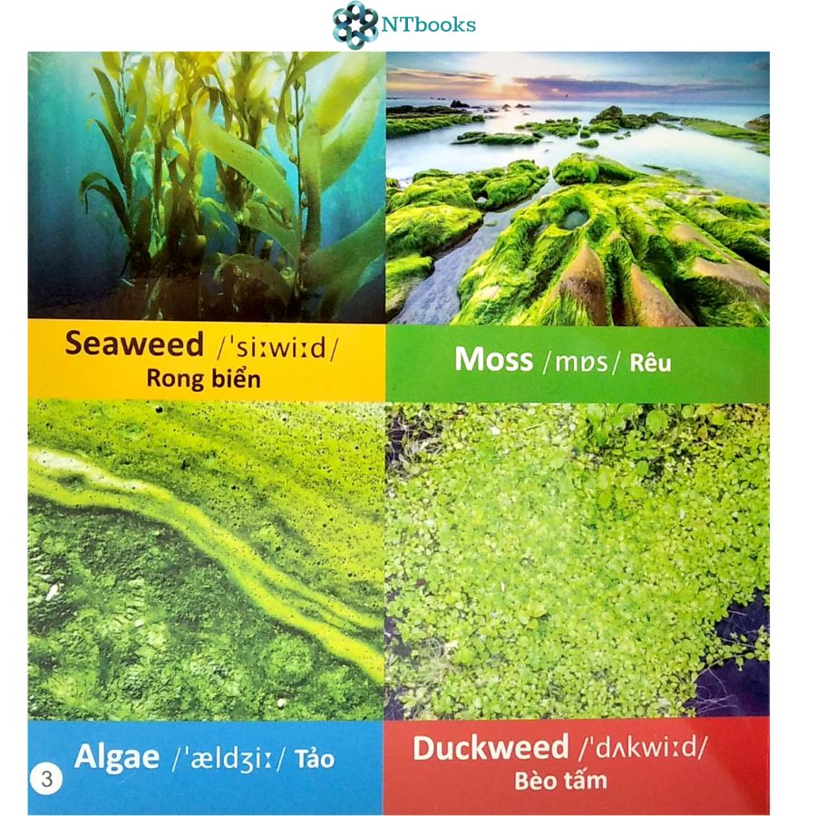 Sách 101 Từ đầu tiên: Thực vật - NTbooks
