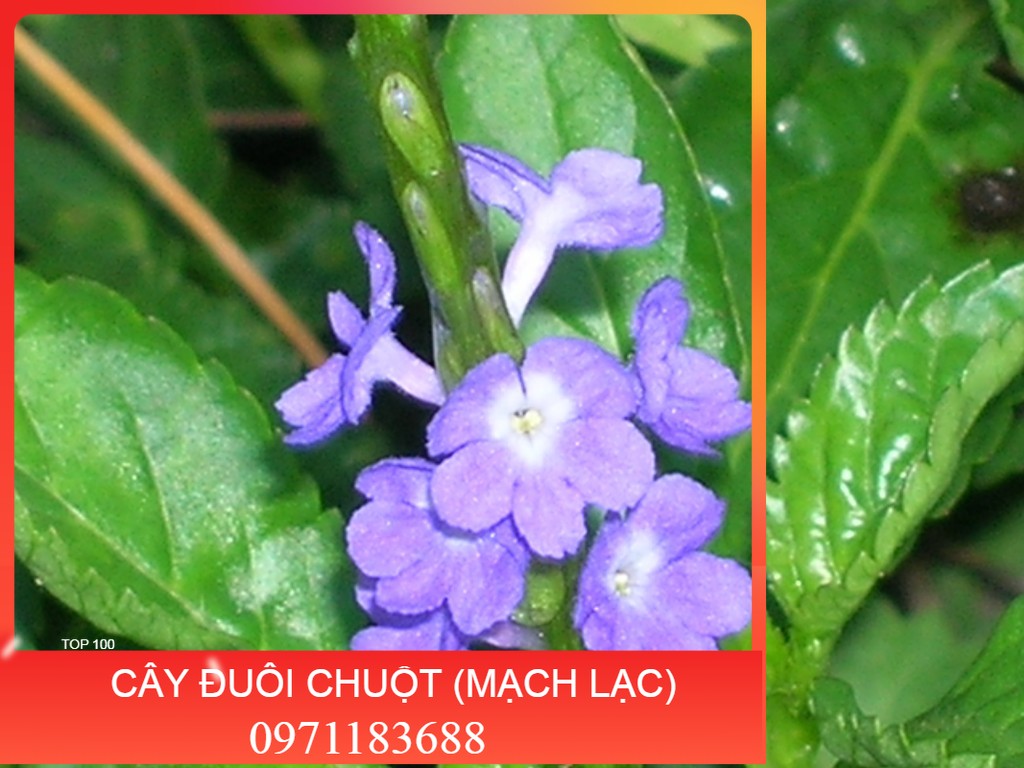 Hạt giống cỏ đuôi chuột dễ trồng - Tặng hạt giống ngẫu nhiên