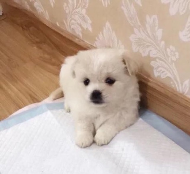 1 Miếng - Tấm lót vệ sinh cho thú cưng🐶🐱🐰