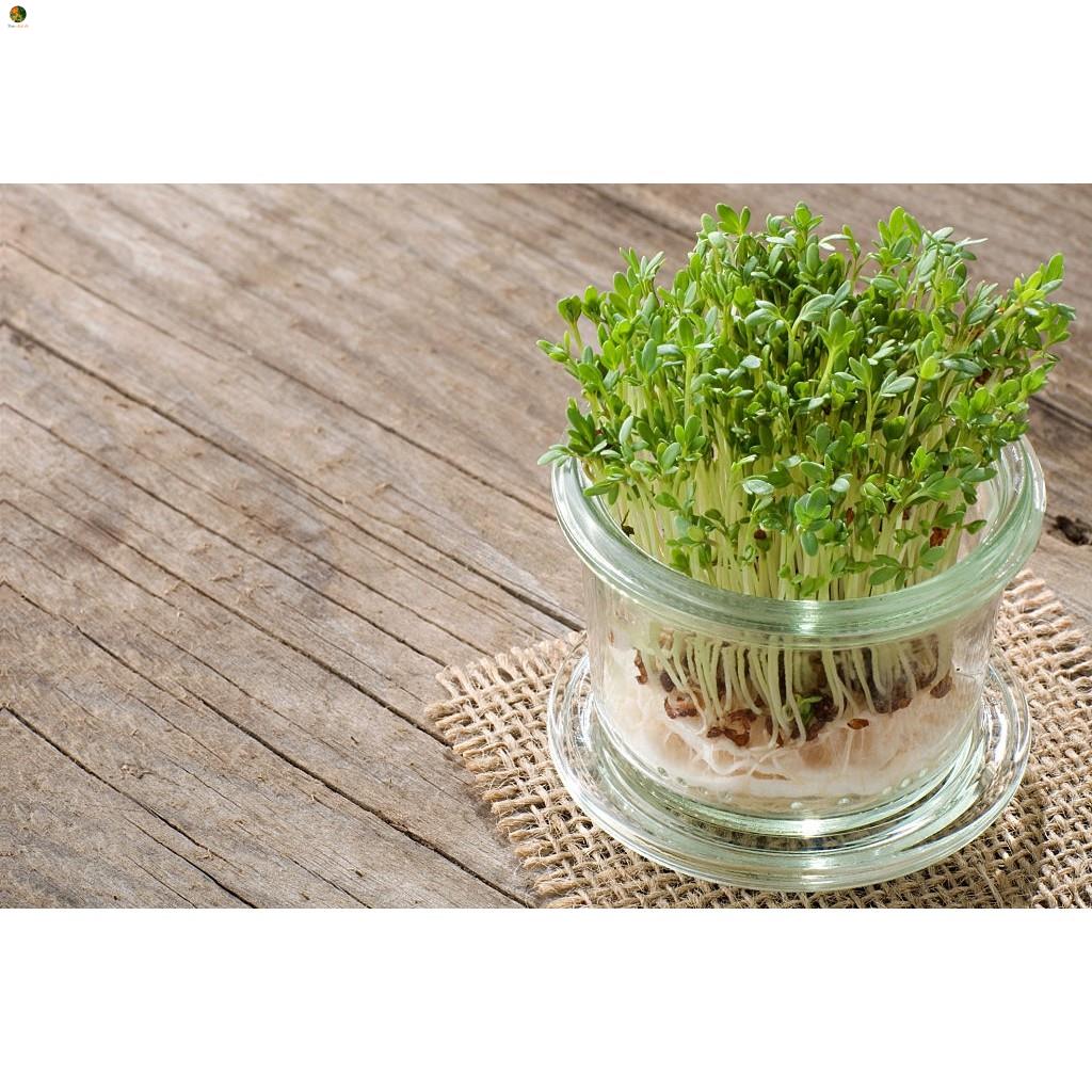Hạt Mầm Cải Bẹ Xanh - Gói 50 gram