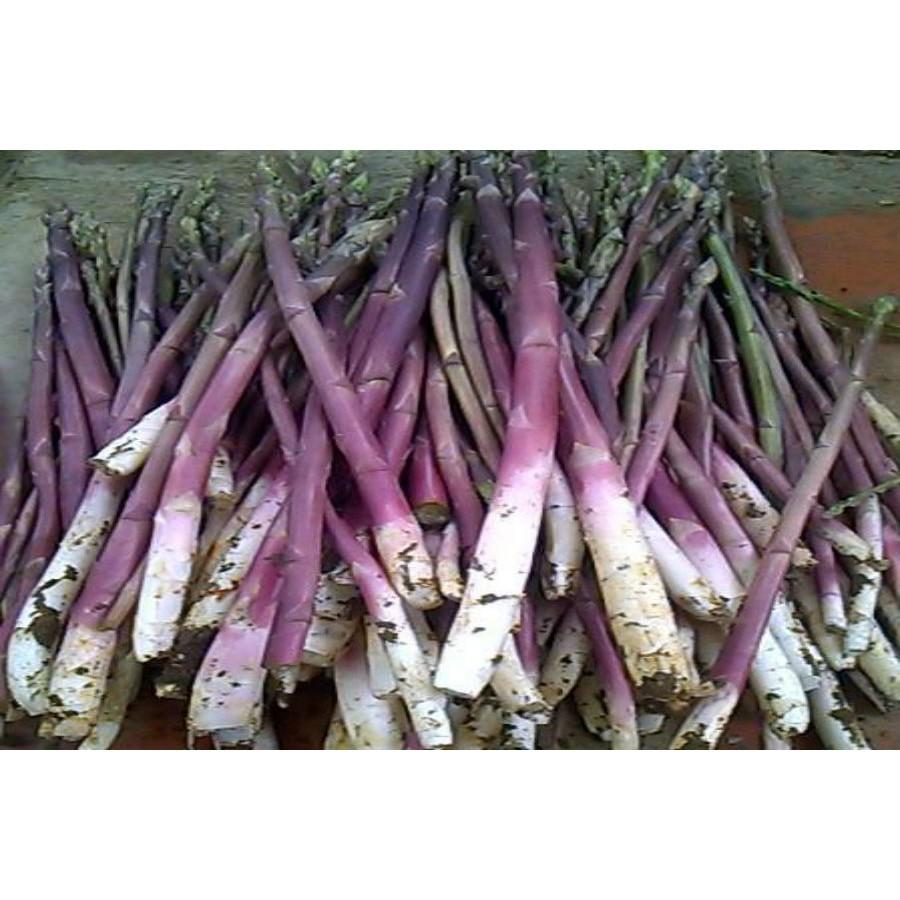 Hạt Giống Măng Tây Tím Ăn Ngon