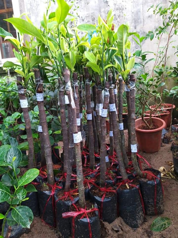 Cây giống mít tố nữ