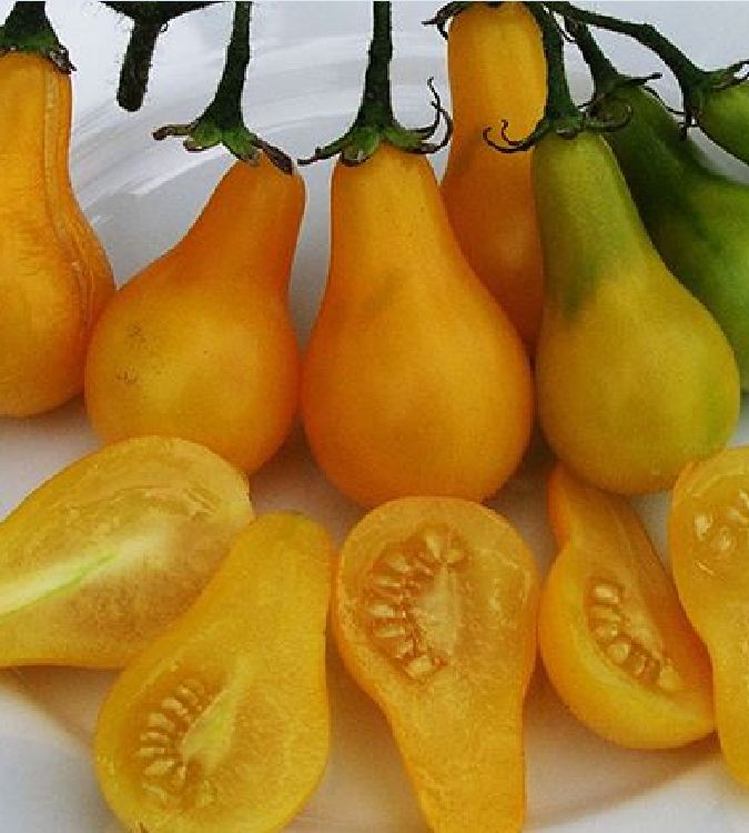 "Gói 30 Hạt " Hạt giống cà chua quả lê vàng