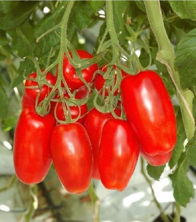 Hạt giống cà chua chuối ( cà chua ngón tay đỏ ) 30 hạt/gói - ( TẶNG gói kích thích hỗ trợ hạt nảy mầm)