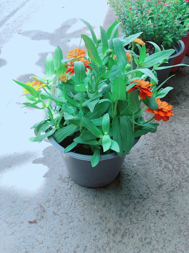 Hoa Cúc Duyên (cúc ngũ sắc)