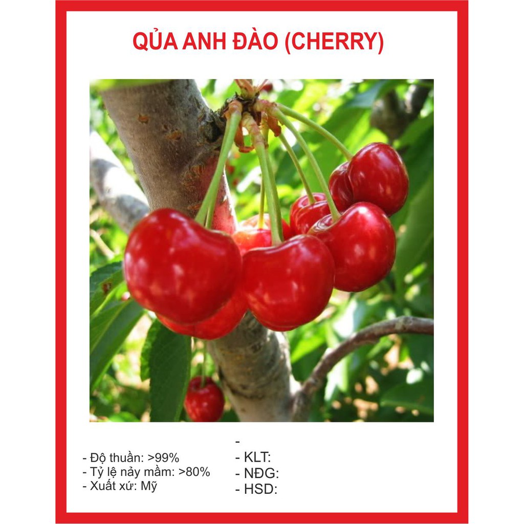 Hạt giống quả anh đào 10 hạt