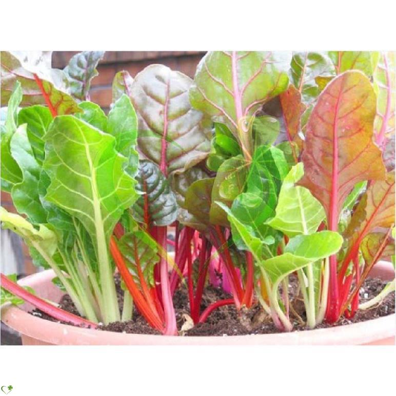 Hạt giống cải cầu vồng - gói 5 gram