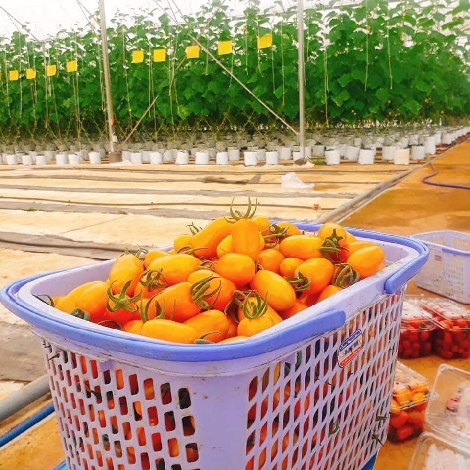 Hạt giống Cà Chua Trái Cây Nova