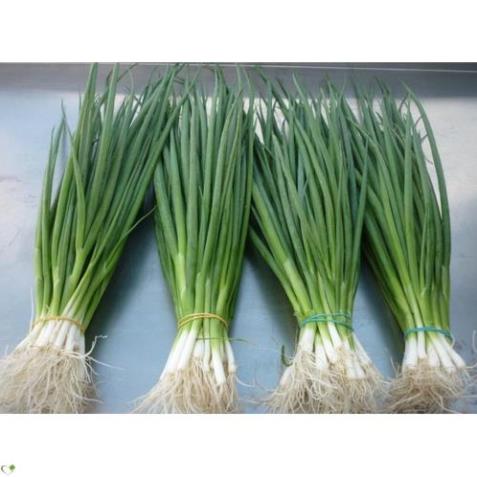 Hạt giống hành lá gốc trắng - gói 2 gram